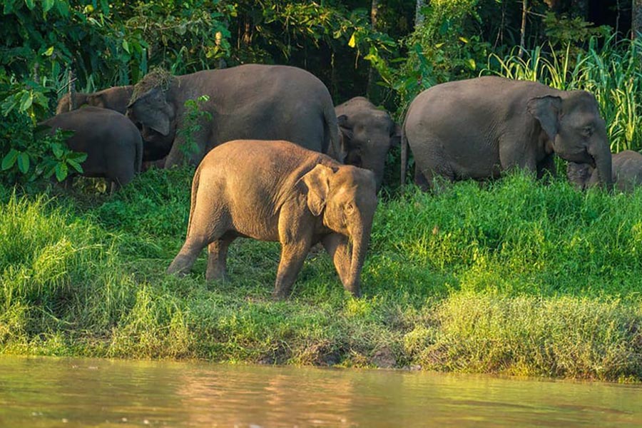Pygmy Elephants