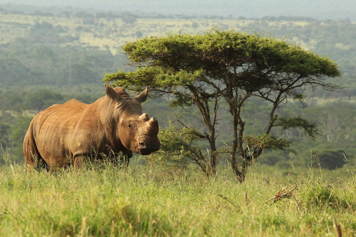 Thanda Safari Private Game Reserve