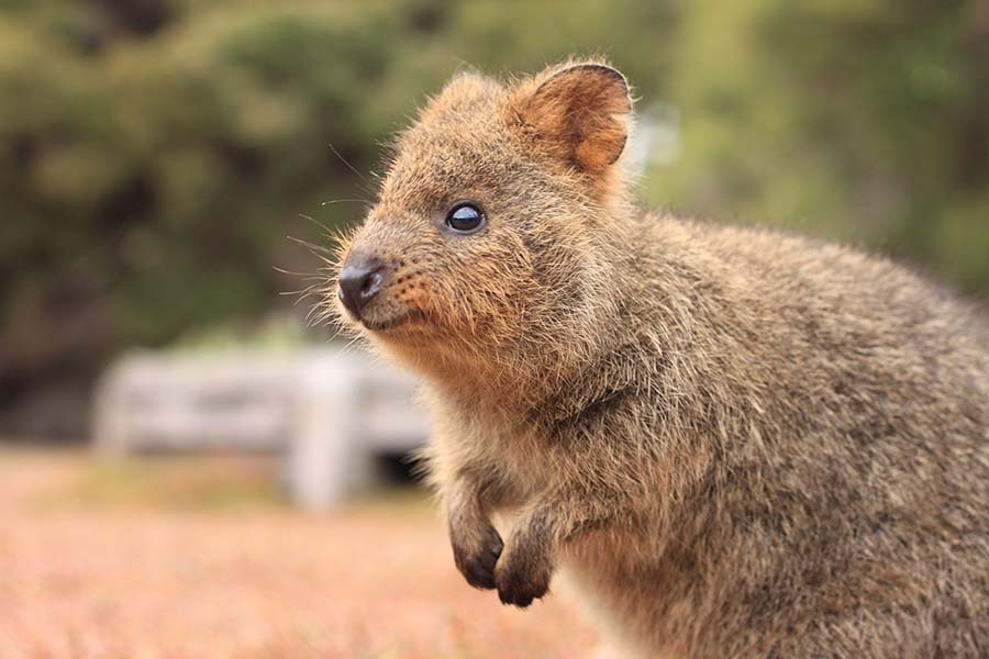 Rottnest Island
