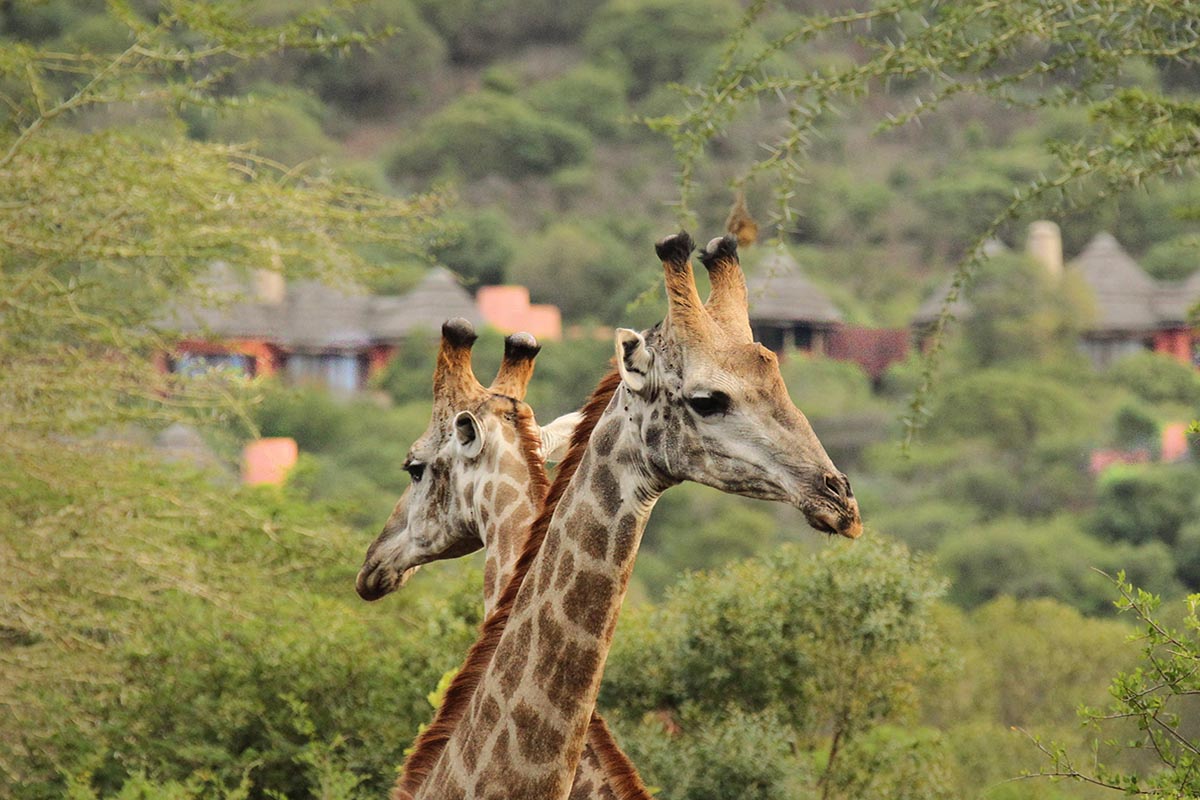 Thanda Safari Private Game Reserve
