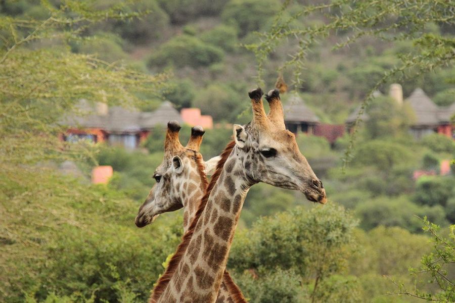 Thanda Safari Private Game Reserve