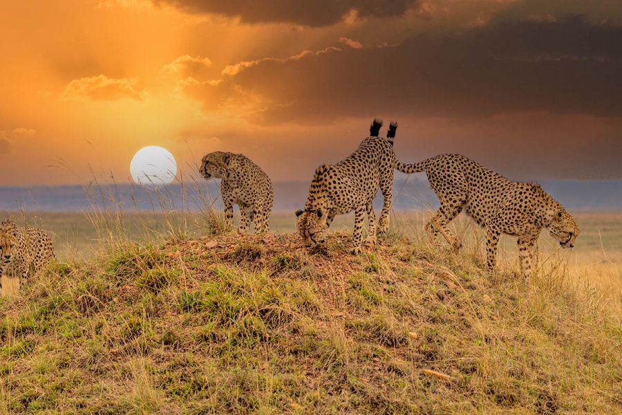 Sanbona Wildlife Reserve