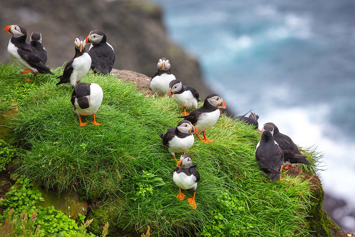 Puffins