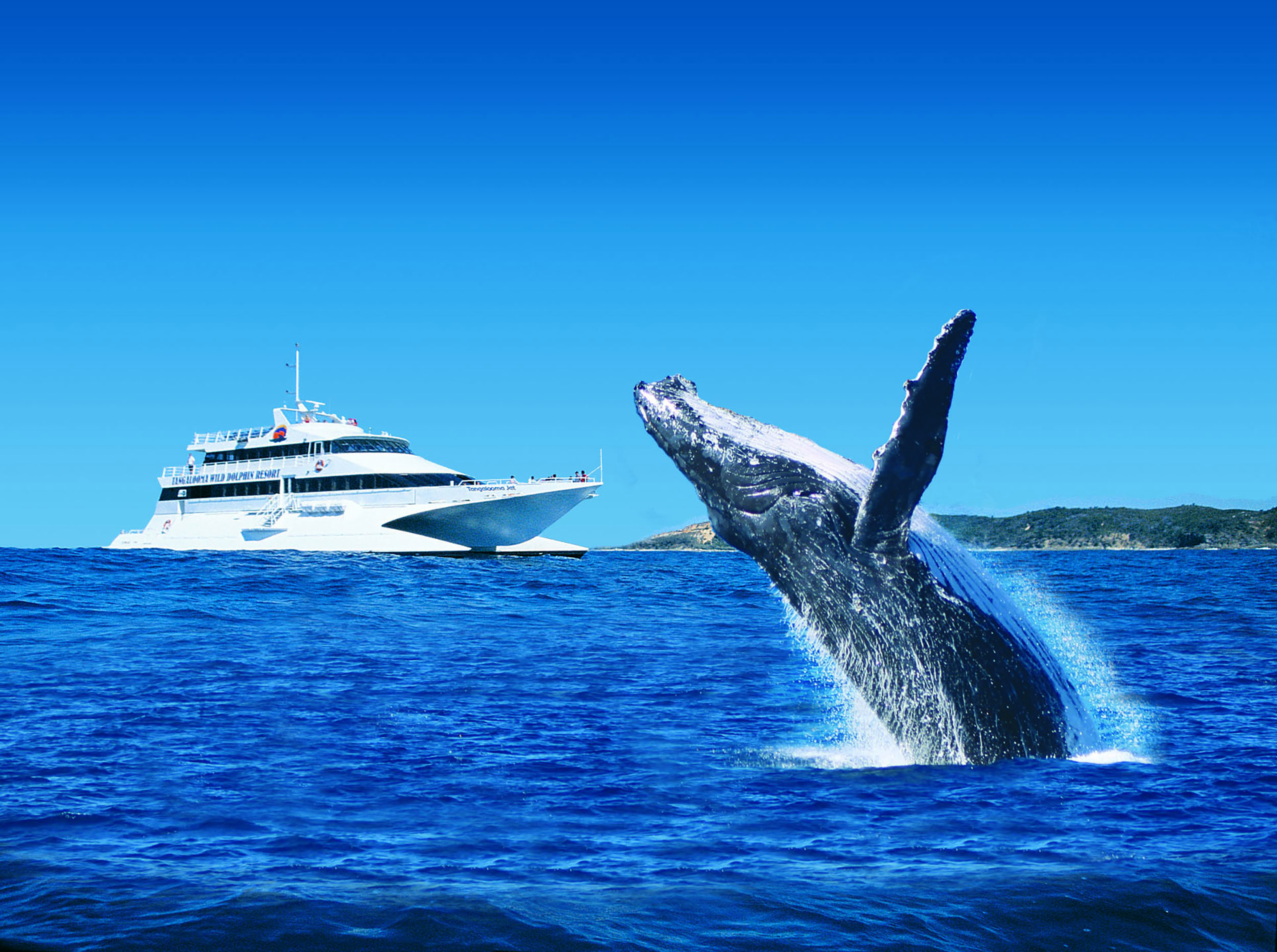 Tangalooma Whale Watching Cruise