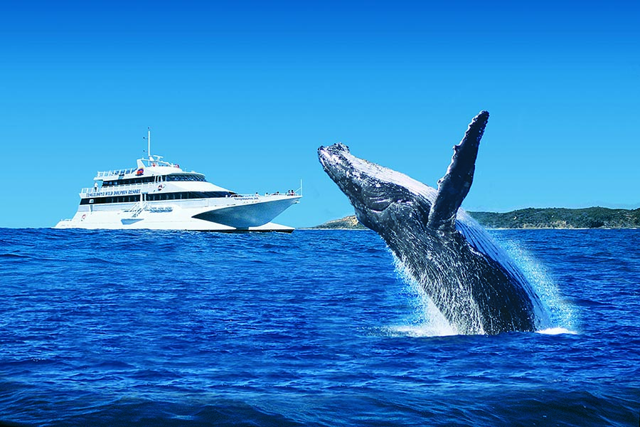 Tangalooma Whale Watching Cruise