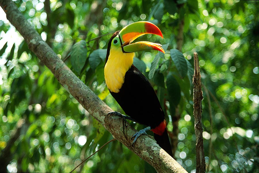 Keel-billed Toucan in Tenorio Volcano National Park