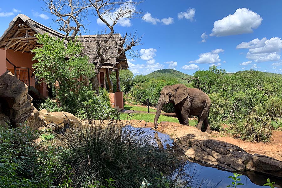 Thanda Safari Private Game Reserve