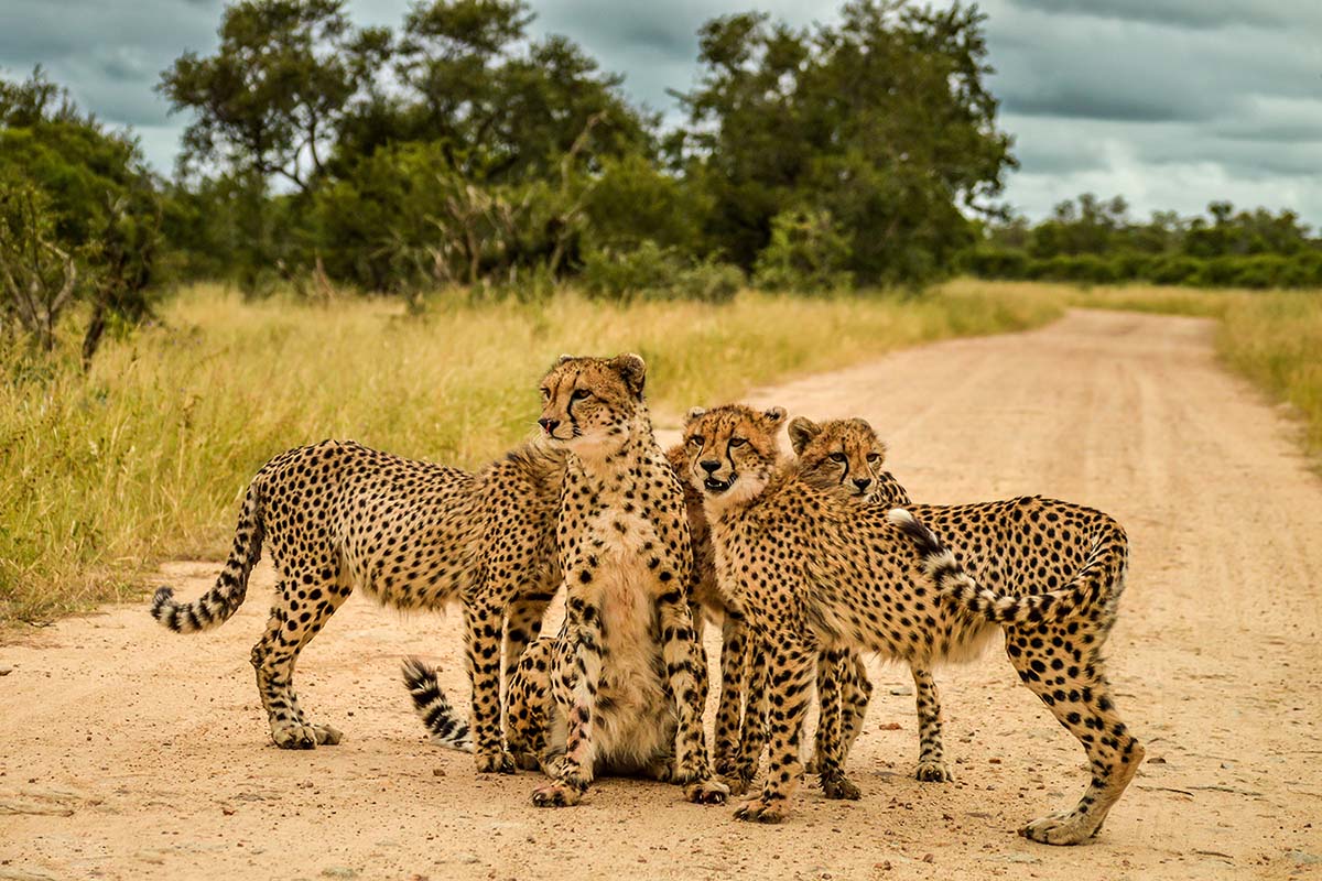 Thornybush Game Reserve, South Africa