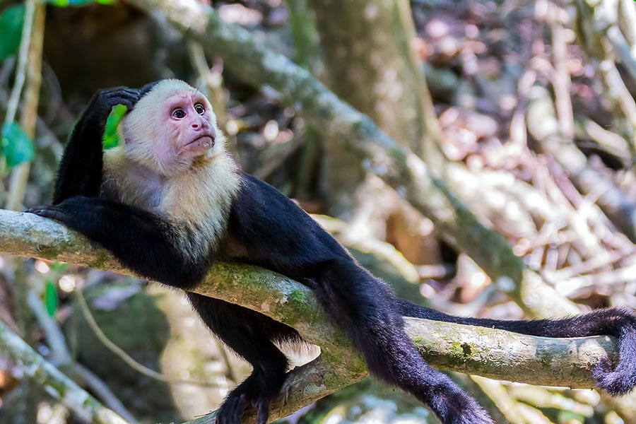 White-headed Capuchin Monkey, Tortuguero National Park