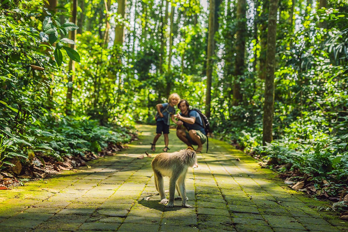 Monkey Forest, Waterfalls & Rice Terraces
