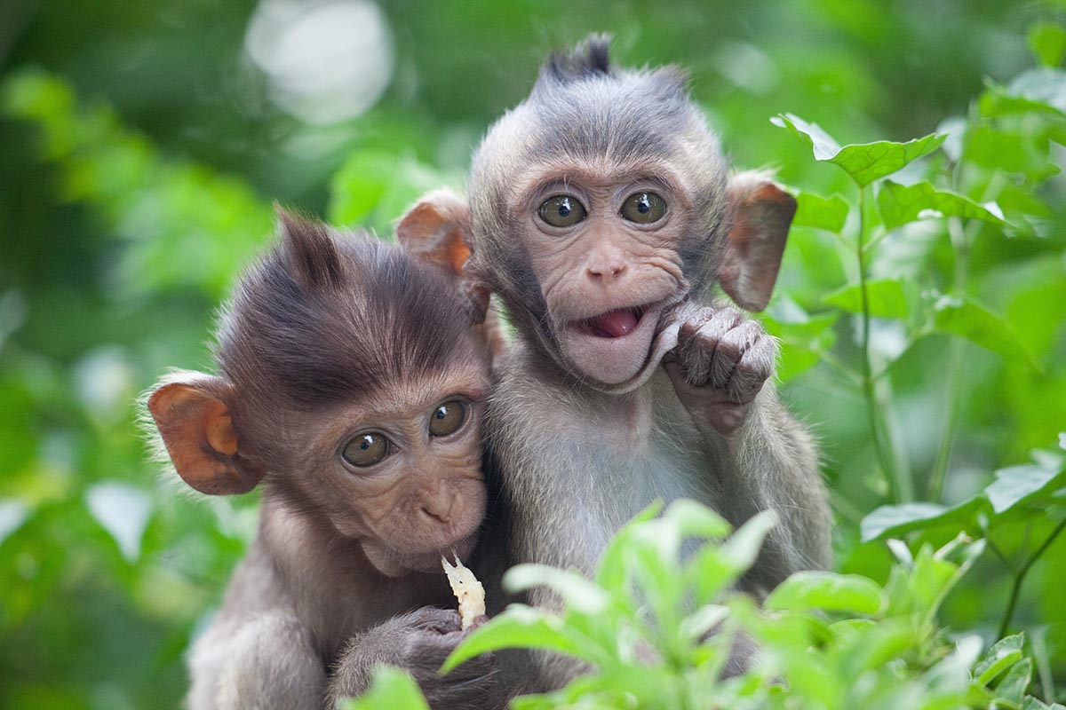 Monkey Forest, Ubud Swing, Waterfalls & Rice Terraces