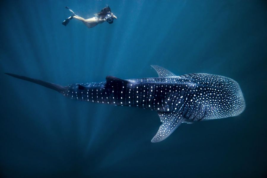 Whale Shark Swim