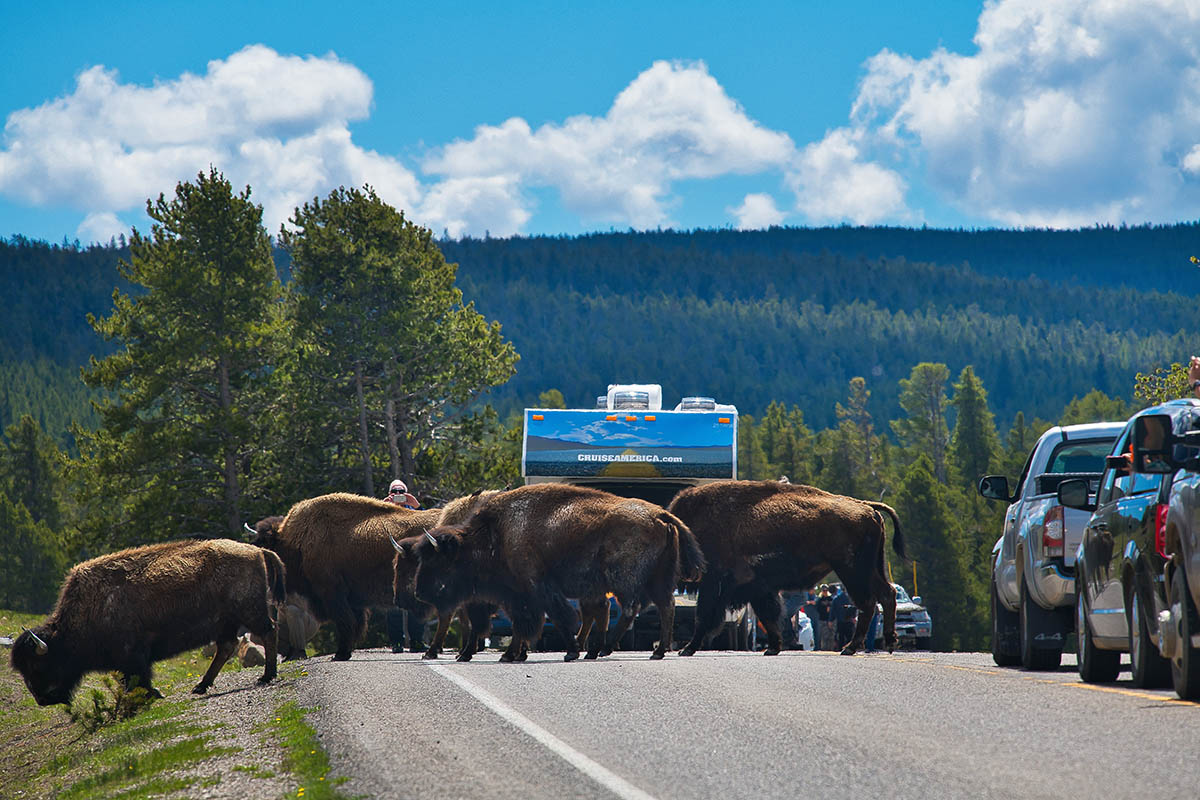 Cruise America C18 Motorhome in Yellowstone National Park