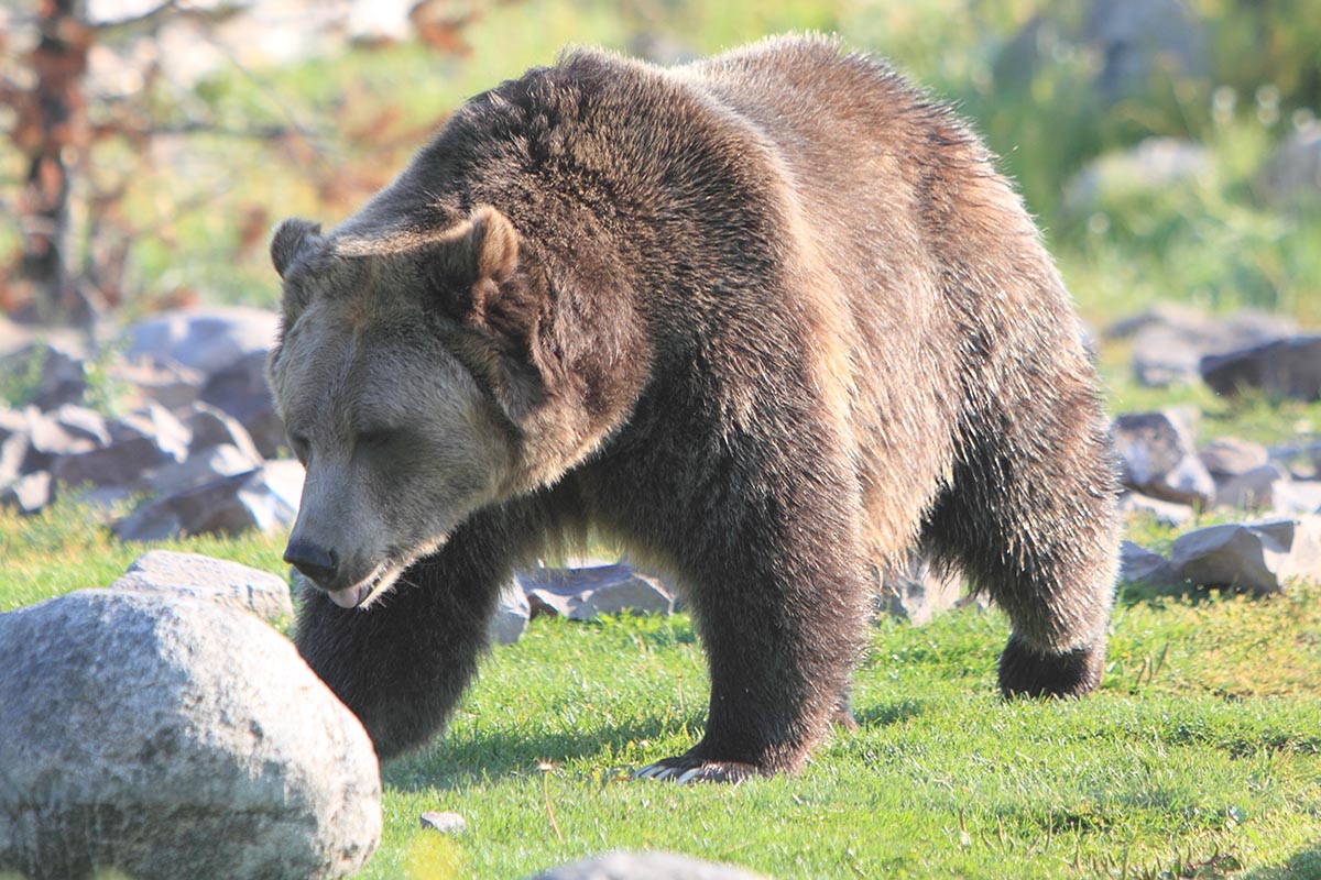 Yellowstone National Park