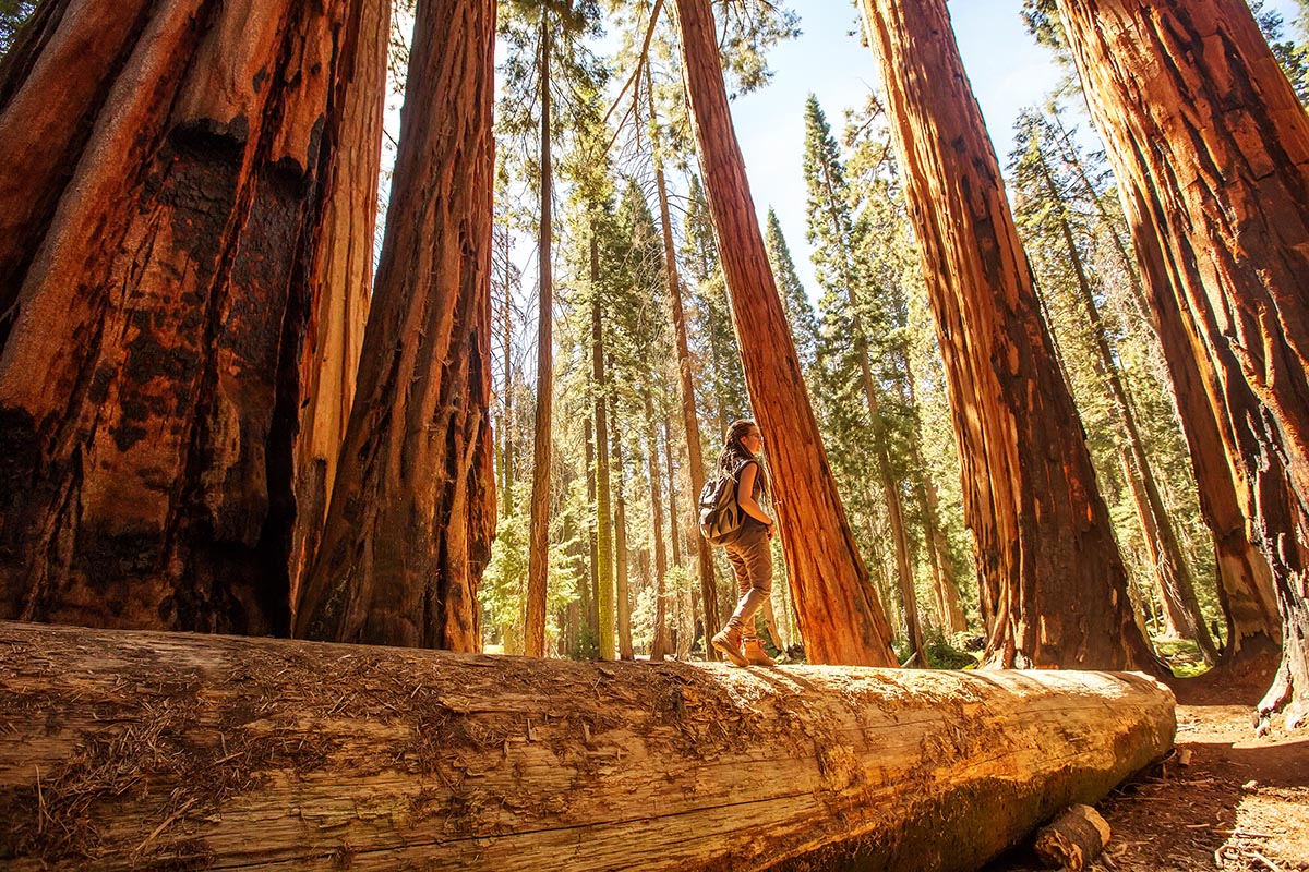 Muir Woods & Sausalito Tour